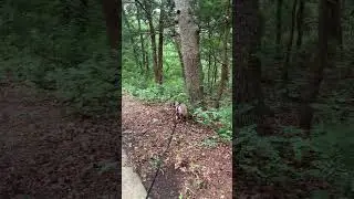Ardmore Regional Park #hikingadventures #hikingwithdogs #trees #mushrooms #rainywalks