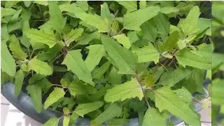 How to  grow Bathua in container/Easiest way to grow bathua/Chenopodium album/ Bathua