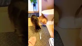 Cat Comedy Unleashed!😂😂#funny #cat #viral