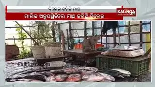 Pet cat guards fish shop in absence of owner in Odisha's Kurujanga || KalingaTV
