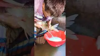 Natural Fish Egg Extraction Process &ndash; Rare Footage!