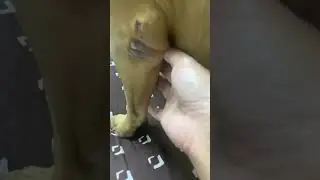My love Dog 🐕❤️🐕#Cutdog#Lovelydog#StrongDog#Smalldog#Usadog#Tiktok#shortvideo