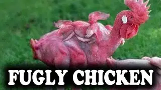 Lets Think About This: Fugly Chicken