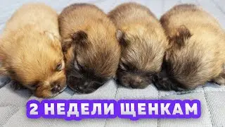 Щенкам шпица 14 дней - 2 недели. Почему у шпица Оливии больше не будет щенков. Прогулка шпица Бэллы