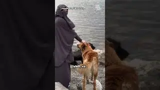 Is it Haram to Touch Dogs? #tiktok #wekaypoh #shorts