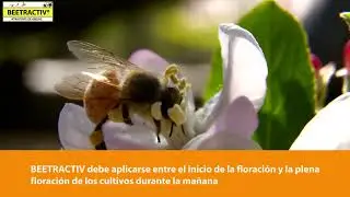 Producto Beetractiv - BeeNatural