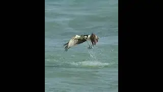 Osprey Dive Hard for a Target fish.