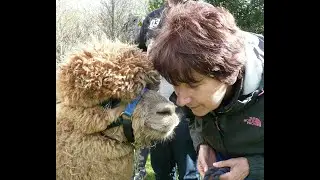 Alpaca Trekking Gift Vouchers
