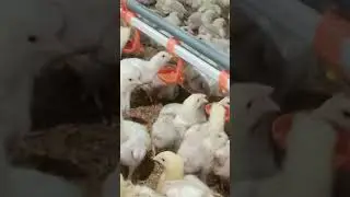 Broilers Feeding and Drinking|| Broiler Chicks Activity #chicken #broiler chicken #poultry keeping