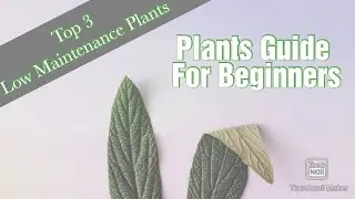 Easy House Plant for Beginners: The Ultimate Top 3 List - Meet My Plants ZainabSaleemVlogs