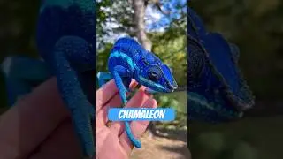 Das Cham&auml;leon &ndash; lautlos, langsam, legend&auml;r