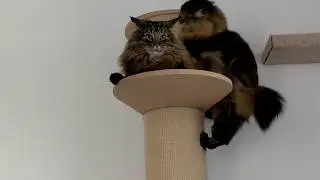 Roy has his quirks | Norwegian Forest Cats