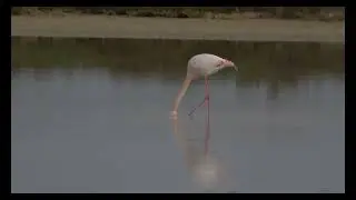 Flamencos del Delta del Ebro