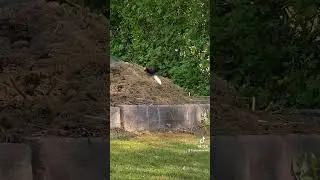 How does a bird eat a banana?/Як пташка їсть банан?