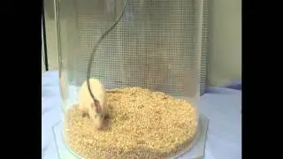 3  Behavioral pattern of a  Wistar rat under hippocampal DBS