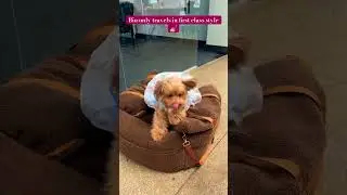 With the #lesure booster seat, your pet can travel in luxury. 😍 #petgifts #petproducts #dog #luxury
