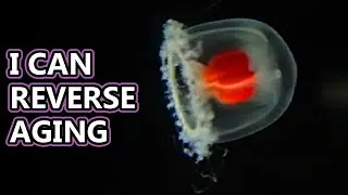 Факты о бессмертных медузах: Turritopsis dohrnii | Файлы с фактами о животных