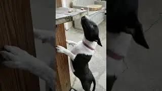 Hungry Mini bull terrier