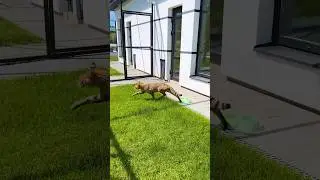 Саванна Олаф знакомится с Кейси 😸
