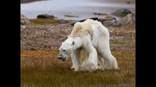 Climate Change Action: Impacts and Solutions