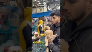 GALLIFSTREET pet market/dog market Kolkata |#ytviralshorts #ytshort #gallifstreet #dogbreed #pets