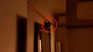 Пара просыпается в 2 часа ночи и замечает дикое животное, посещающее их дом.