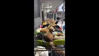 Cat and Dog Home