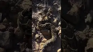 HUGE snake on the mountain! #shorts