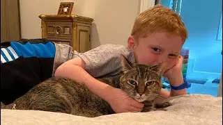 Cats