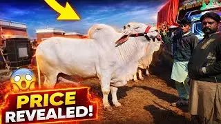 😱 Aaj Multan Cow Mandi Mai Heavy Bachray Aaye | Full Price Reveal