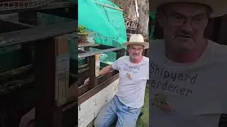 Planting Elephant garlic