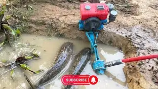 How to catch Big Fish using mini water pump science project