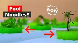 Growing Plants in Pool Noodles | Easiest Way To Grow Leafy Greens | DIY Hydroponics