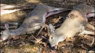 Meet Your Meat!!! Ground Deer Dish