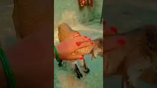 #song  tari dil ki awag  hu mai