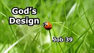 God's Design (Job 39)