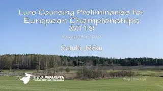 Lure Coursing Preliminaries for European Championships 2019 &bull; Saluki Onajiib Y-Shirvan &bull; 4K Ultra HD