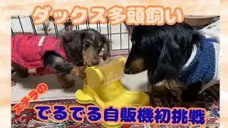 【エトワとステラ】ダックス子犬　でるでる自販機自販機にステラ初挑戦　エトワの知育玩具でも遊びます