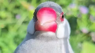 I fall in love with my little Java sparrows and it's singing. It's very lovely. Java sparrows sound.