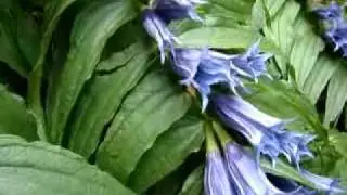 Gentiana asclepiadea Горска тинтява