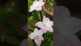 It's name is Lily Pai.it is a thai rain Lily. #youtube_shorts #shorts#short.