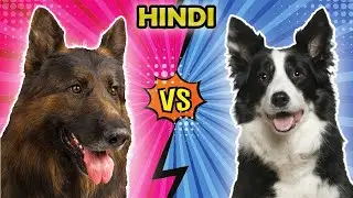 German Shepherd Vs Border Collie: Which One Is Best? Hindi | Dog Breeds Comparison| Dog Facts India