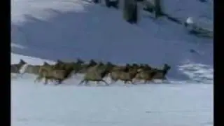 R&ouml;yksopp- Alpha male  Wolves clip