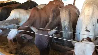 Qual tamanho ideal de um pequeno confinamento de boi ?