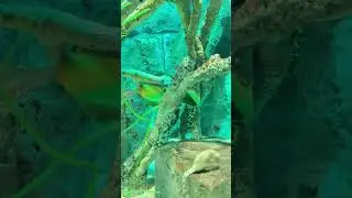 海马Seahorse