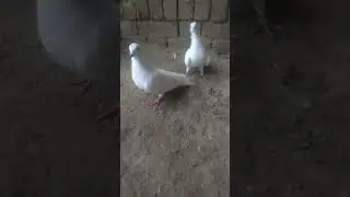 kabootar #pigeon #search