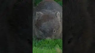 An adorable wombat leaving their burrow to graze on some grass. #wombat #wildlife