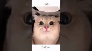 animali divertenti - cuccioli gatti divertenti 😹- video di animali divertenti 2023 😻 #foryou #viral