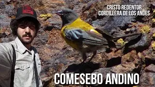 Comesebo andino 4K (Phrygilus gayi) Cometocino de Gay, Fringilo Andino, Yal Cabeza Gris
