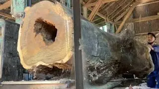 scary sawing ancient wood with holes where snakes nest 